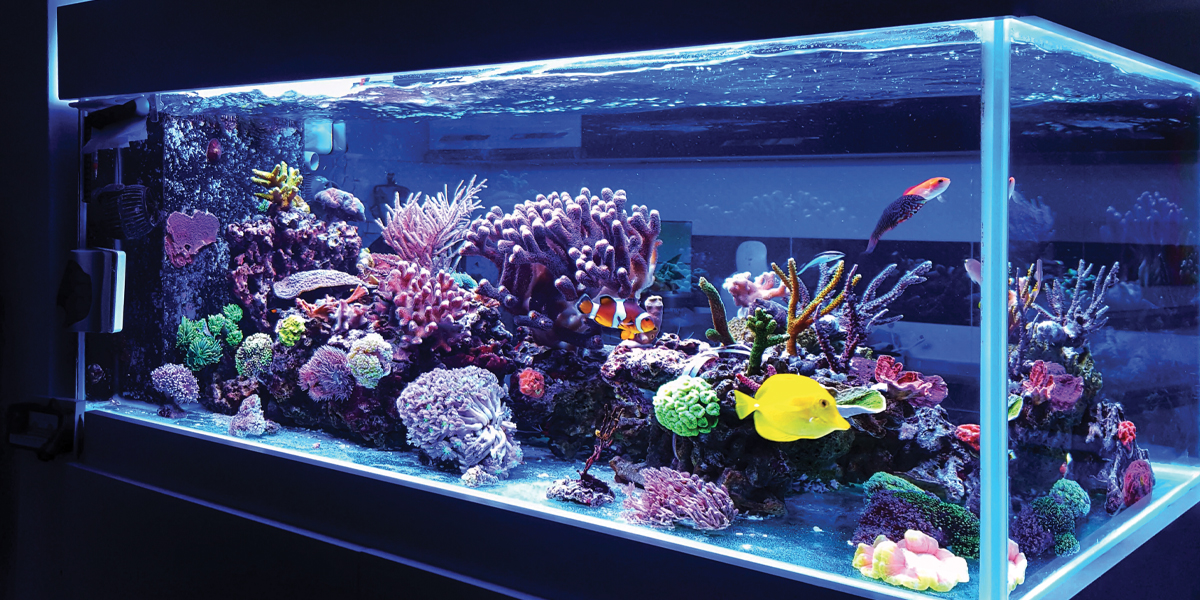 marine aquarium setup